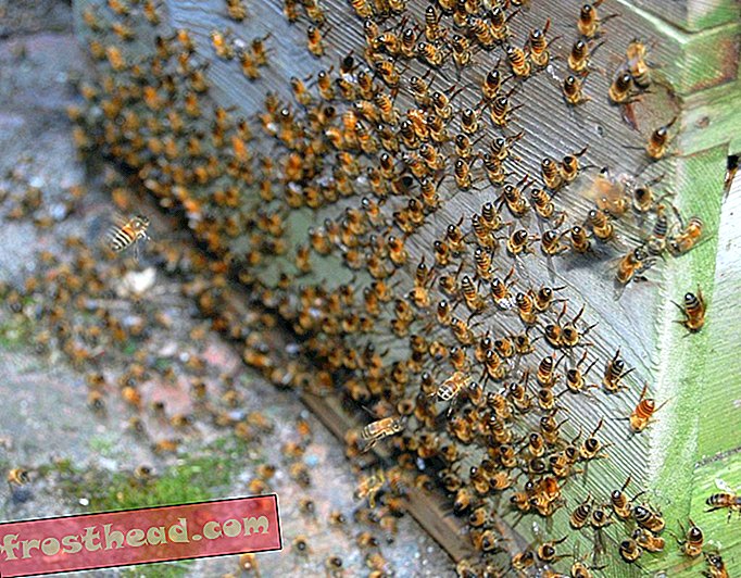 Französische Bienen machen M & M-kontaminierten blauen und grünen Honig