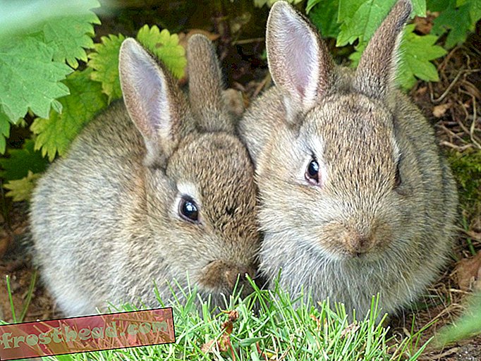 Invasive Rabbits Αλλάξτε το έδαφος τόσο δραστικά που μπορείτε να δείτε τα αποτελέσματα δεκαετίες αργότερα