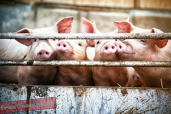 pametne vijesti, pametne vijesti - Jednostavno je teže davati antibiotike poljoprivrednim životinjama