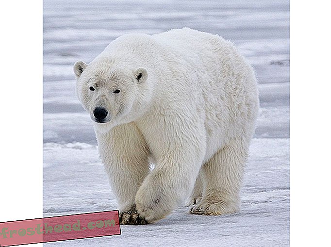 nutikad uudised, nutikad uudisteadused - Resupply aitab lõksu jäänud arktilistel jääkaru „piiramisrõngast” eemale peletada
