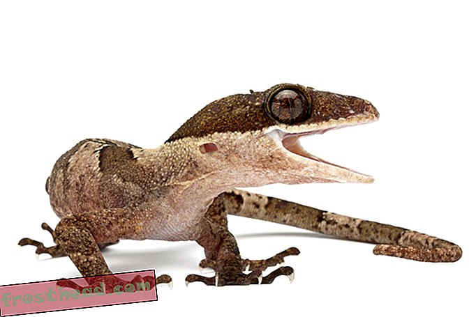 Nouvelles intelligentes, science de l'information intelligente - Ces geckos sexy sont perdus dans l'espace