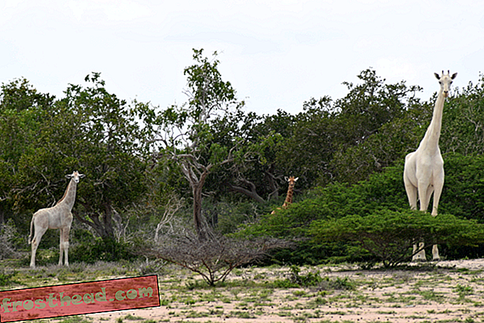 Deux girafes blanches rares filmées au Kenya