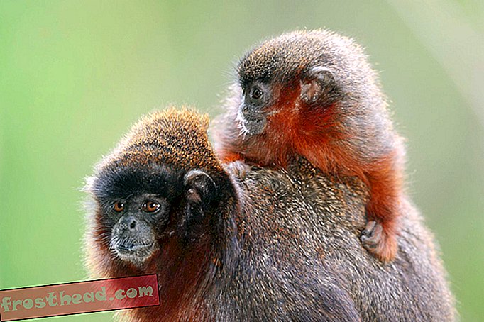 आराध्य बंदर नए विज्ञान के लिए खतरा Rainforest में पहचान की