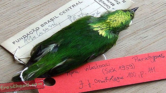 nutikad uudised, nutikad uudisteadused - Amazonase lind selgus, et see on eriti haruldane hübriidliik