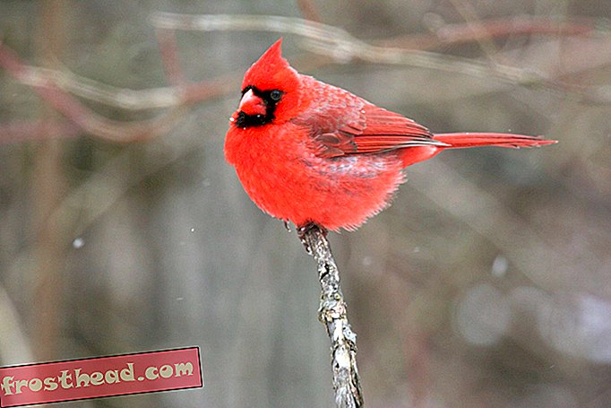 noticias inteligentes, ciencia de noticias inteligentes - Los cardenales en diferentes regiones podrían ser especies distintas, sugieren sus canciones