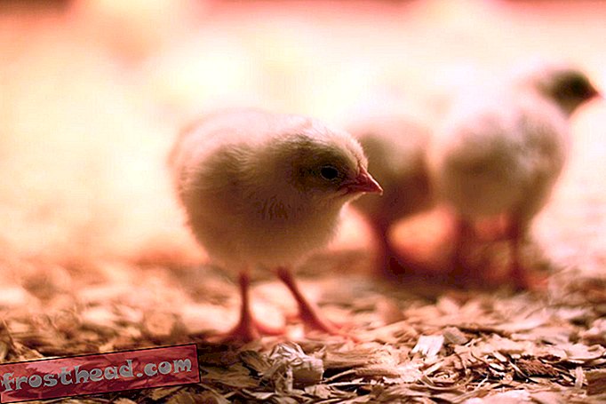 Eggprodusenter løfter mer humant skjebne for hannkyllinger