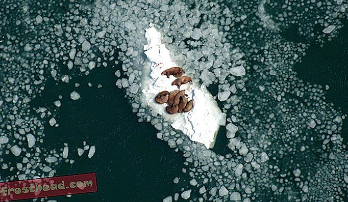 A medida que sus zonas de caza heladas se derriten cada vez más rápido, las morsas del Pacífico se retiran a tierra seca antes que nunca
