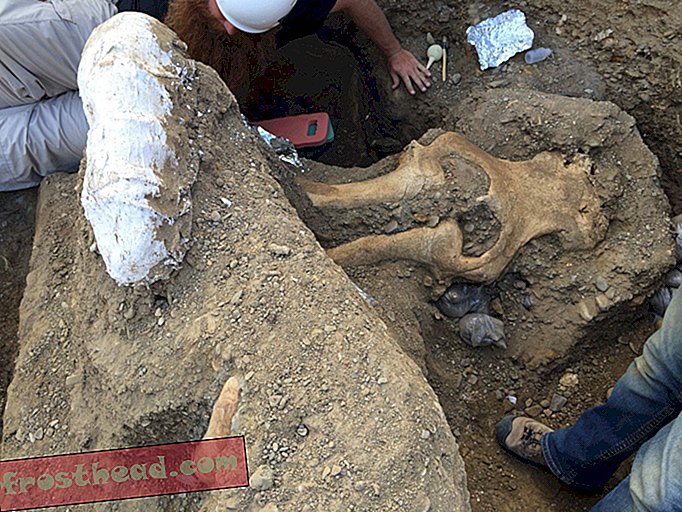 Científicos desconciertan sobre inusual cráneo de mamut descubierto en las Islas del Canal