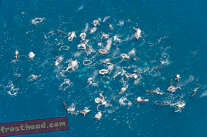 smarte nyheder, smarte nyhedsvidenskab - Videnskabsmænd finder hundrede af pukkelhvaler, der fodrer i massive grupper