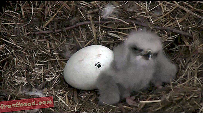pametne vijesti, pametne vijesti - Gledajte izvođenje bebe ćelavog orla u stvarnom vremenu