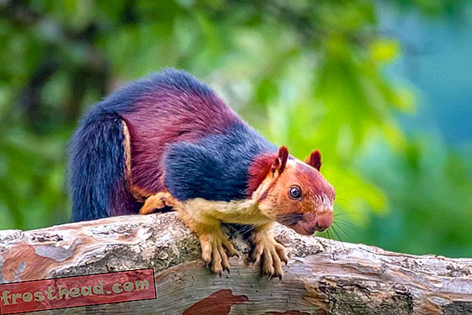 Jah, hiiglaslikud Technicolori oravad rändlevad tegelikult Lõuna-India metsi