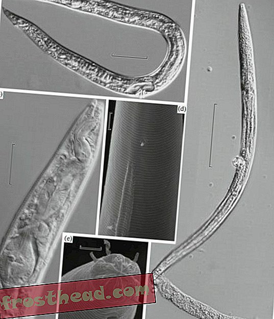 паметне вести, паметне науке о вестима - Древни округли црви наводно су васкрсли из руске пермафроста