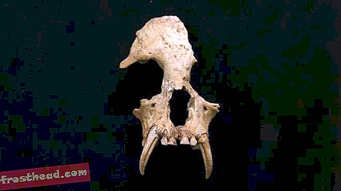 интелигентни новини, умни новини - Изчезнали гибонски видове, открити в 2000 годишна китайска гробница