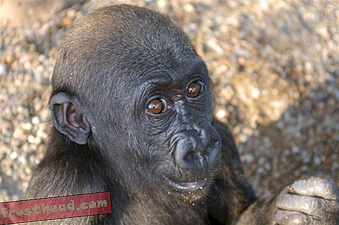 Gorilas extrovertidos vivem mais que tímidos