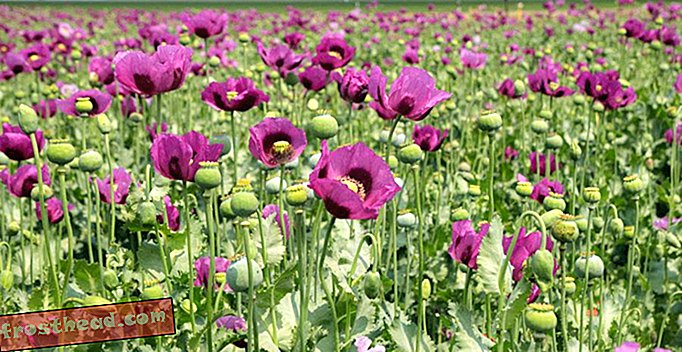 Le génome révèle que le pavot à opium est devenu un antidouleur