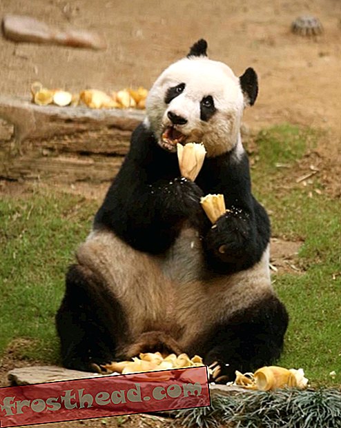 noticias inteligentes, ciencia de noticias inteligentes - Adiós, Jia Jia: el panda cautivo más antiguo del mundo muere a los 38 años
