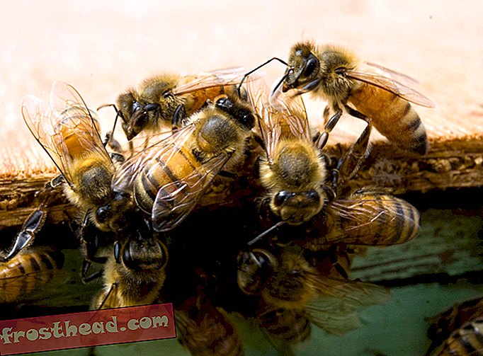 pametne vijesti, pametne vijesti - Kako šljam pčela može spasiti život
