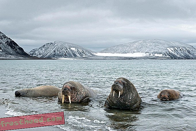 Es ist schwer, arktische Säugetiere zu schützen, wenn wir nicht wissen, wie viele dort leben
