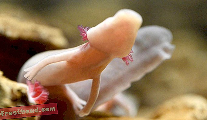 Harvinaiset sokeat Salamander-munat ovat vihdoin kuoriutumassa