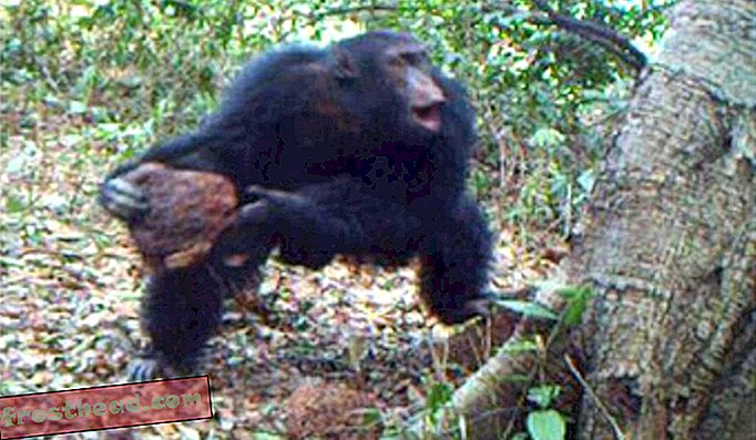 Šimpansid võivad esineda rituaalidel pühakojas