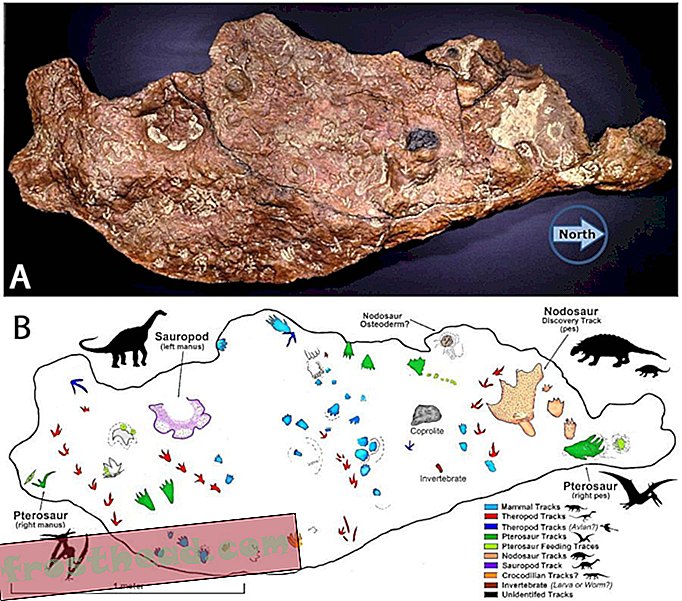 Dinosaur og antik pattedyr, stampinggrund, fundet på NASA-parkeringspladsen
