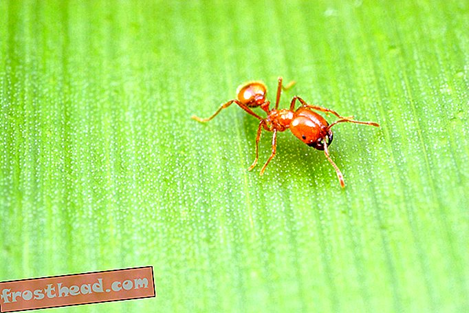 Nouvelles intelligentes, science de l'information intelligente - Comment le commerce du XVIe siècle a transformé les fourmis de feu en un envahisseur mondial précoce