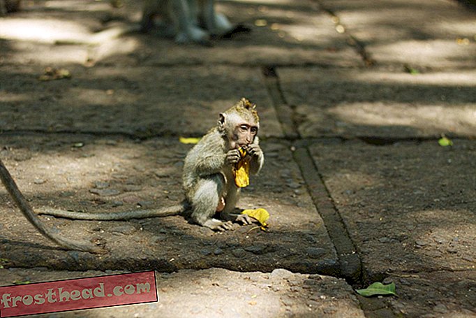 Majmuni na Baliju prevlače pripadnike turista i prebacuju ih za užinu