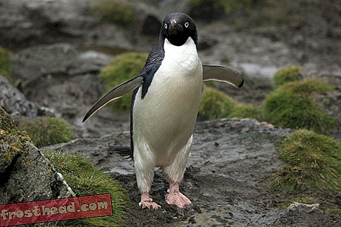 интелигентни новини, умни новини - Всички, освен две пилета Адели, пингвин умират в "катастрофален" развъден сезон