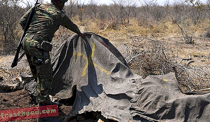 Polkovnik George Bogatsu iz obrambnih sil Bocvane (BDF) zaznamuje mrtvega slona, ​​ki so ga 19. septembra 2018 v Chobeju zabeležili ubili branilci.