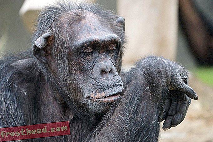 έξυπνες ειδήσεις, έξυπνες επιστήμες ειδήσεων - Η NIH αφήνει την τελευταία έρευνα της Chimps Go