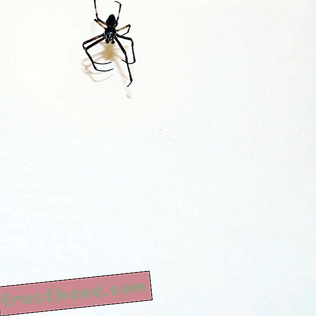 έξυπνες ειδήσεις, έξυπνες επιστήμες ειδήσεων - Οι Arachnophobes Think Spiders είναι μεγαλύτερες από αυτές που πραγματικά είναι