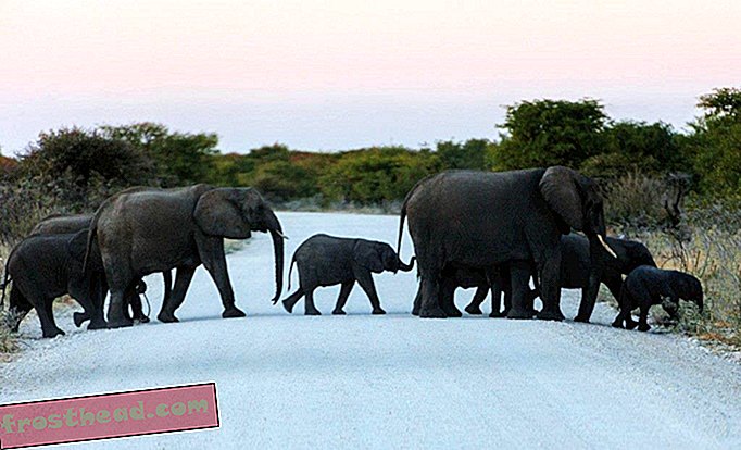slim nieuws, slimme nieuwswetenschap - Botswana keert onverwacht cursus over ivoorhandel af