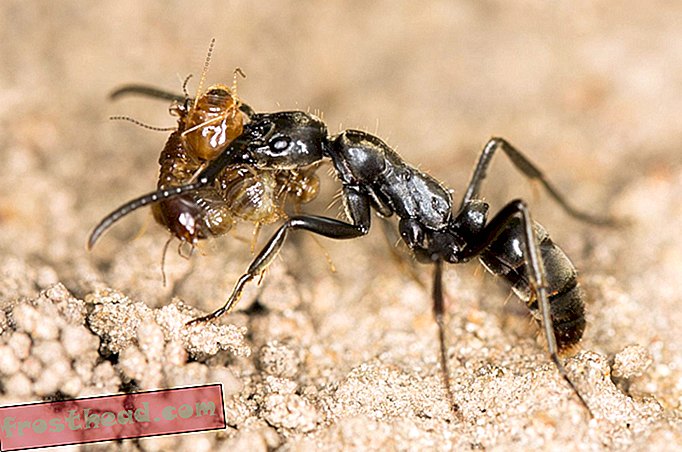 Te mravlje nudijo življenje, ki ga rešujejo poškodovani gnezdi