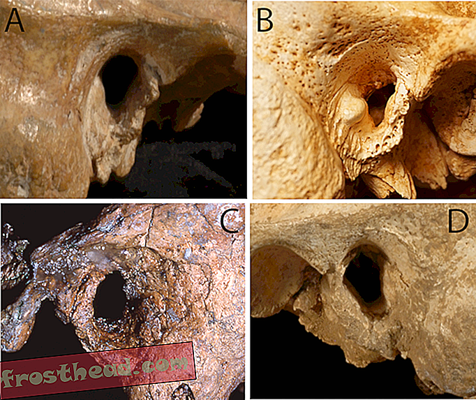 Kas neandertallased said surfari kõrva mereandide sukeldumisest?-nutikad uudised, nutikad uudisteadused