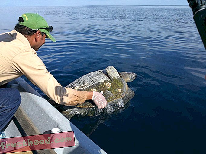 Hundreder af havskildpadder fundet døde uden for El Salvador-kysten