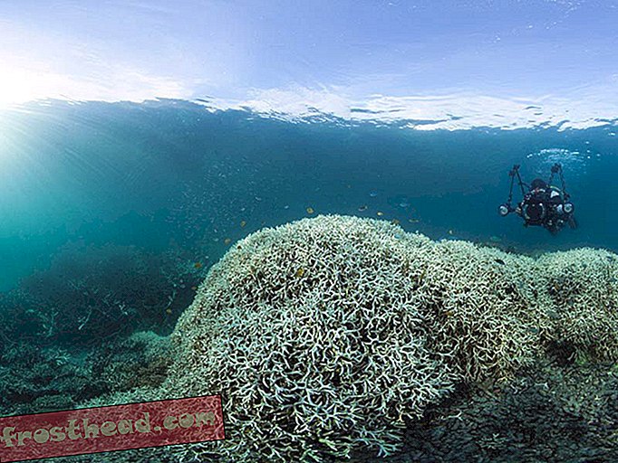 Evenimentul de înălbire masivă lovește marea barieră de recif