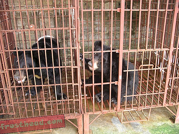 Le Vietnam s'engage à fermer les exploitations biliaires d'ours