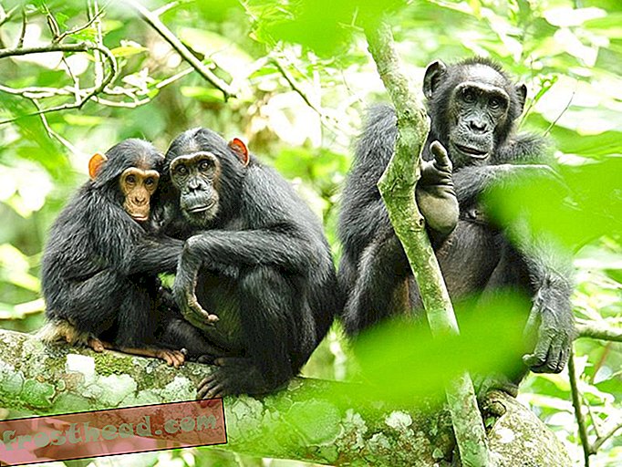 מה באמת מתכוון להיות שימפנזה של 99 אחוז?-חדשות חכמות, מדע חדשות חכמות