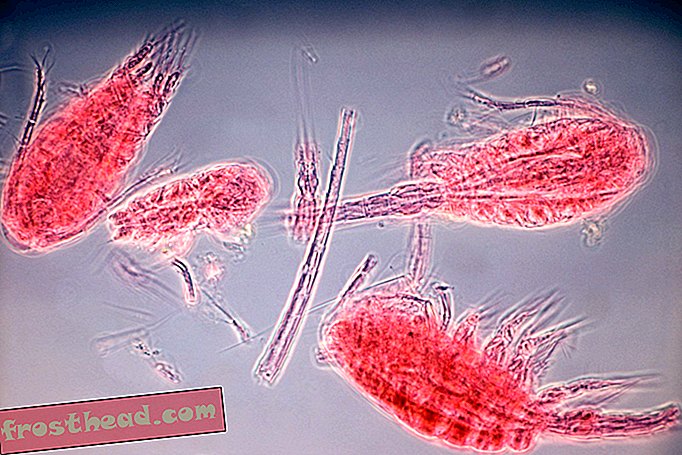 Zooplankton ja Krill “Pee” auttavat määrittämään valtameren kemian