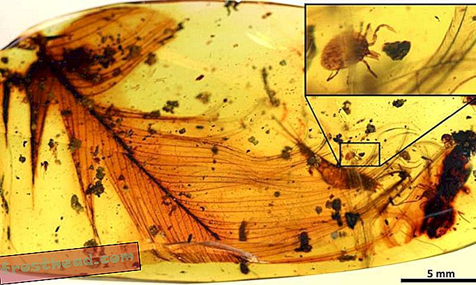 Une tique de 99 millions d'années qui s'est régalée du sang de Dino trouvé piégé dans de l'ambre