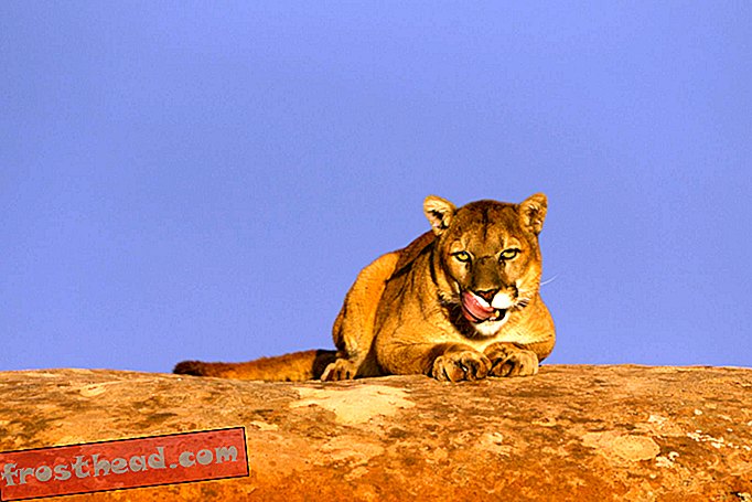 Cougars overlevede Pleistocene-udryddelsen, fordi de spiser næsten alt kødfuldt