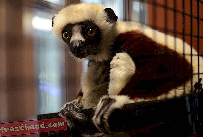 Ein Coquerels Sifaka im Duke Lemur Center.