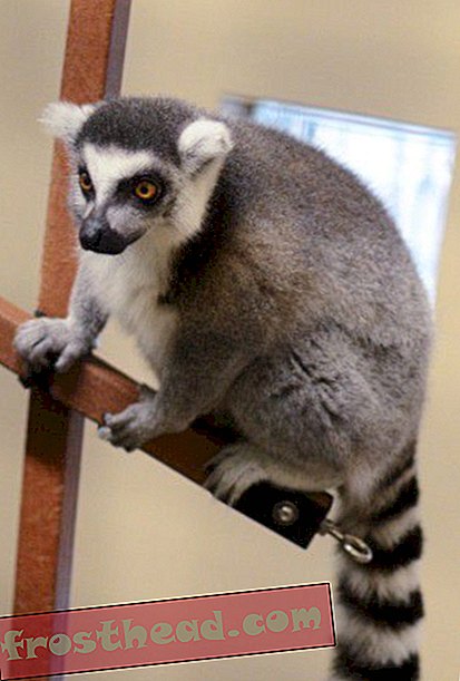 Lemury tego ośrodka pomagają naukowcom zrozumieć zachowanie i poznanie lemura.