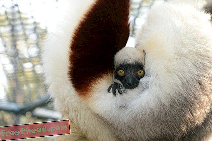 Lemurit ovat uhanalaisimpia nisäkkäitä planeetalla, ja tämä suloinen vauva on heidän tulevaisuudensa