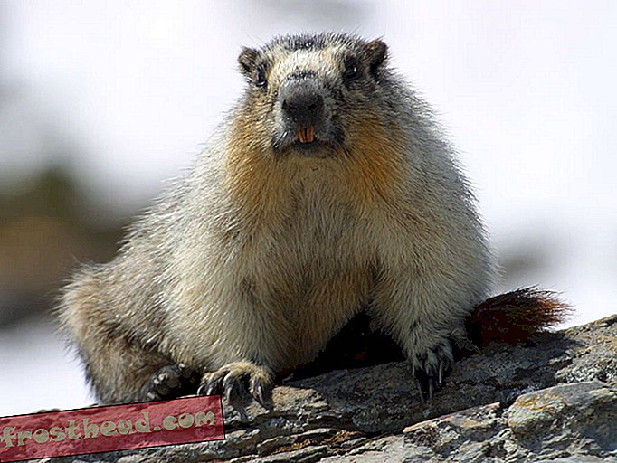 Les marmottes vivent plus longtemps quand ils sont antisociaux