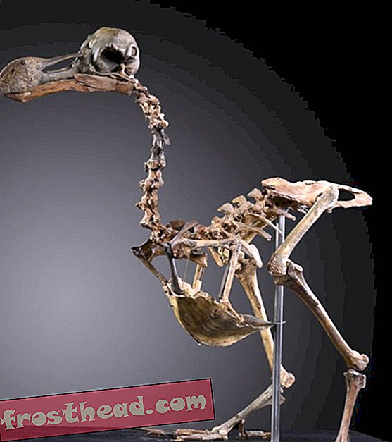 Nouvelles intelligentes, science de l'information intelligente - Rare squelette en composite Dodo en vente