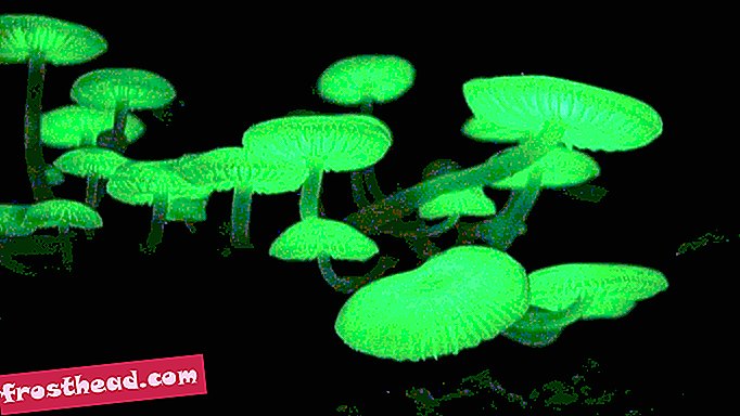 умные новости, умные новости науки - Секрет волшебного свечения биолюминесцентных грибов