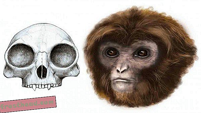 Pieni muinainen luuranko määrittelee uudelleen apinojen ja apinoiden välisen jaon