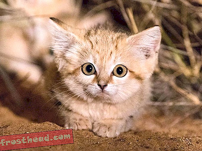 Nouvelles intelligentes, science de l'information intelligente - Regardez la première vidéo de chatons sable qui se débattent à l'état sauvage