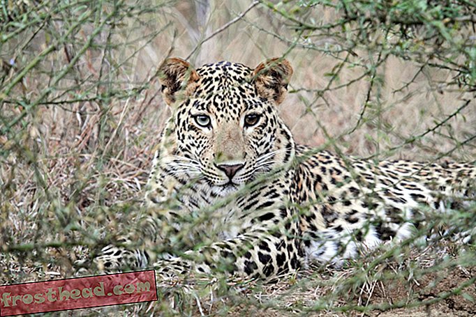 intelligente Nachrichten, intelligente Nachrichtenwissenschaft - Tiger schützen könnte Leoparden verletzen